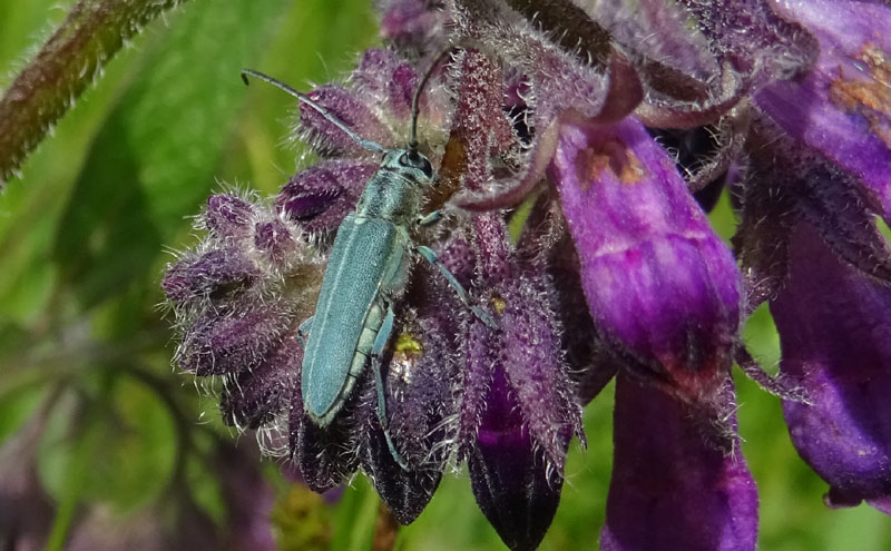 Opsilia coerulescens  (Cerambycidae)